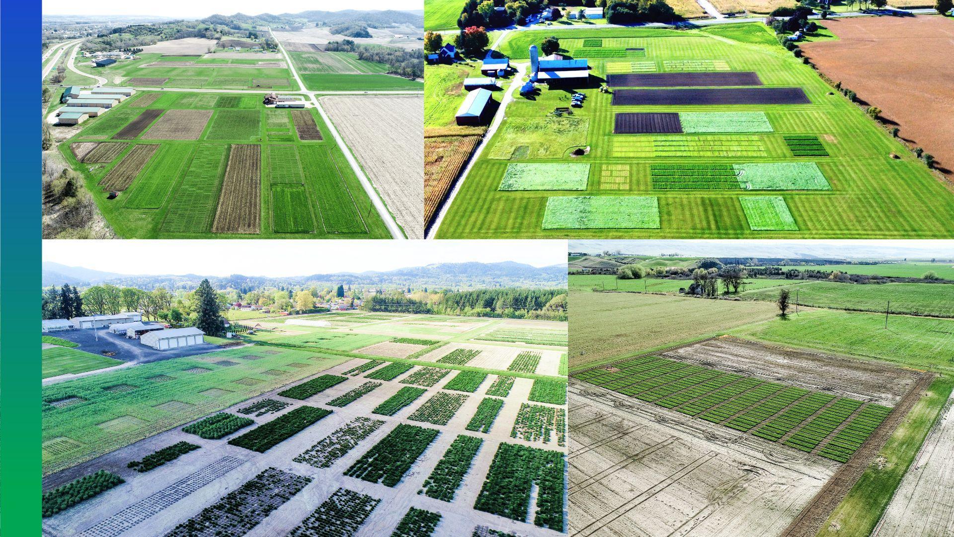 DLF Strengthens Product Knowledge and Breeding Programs