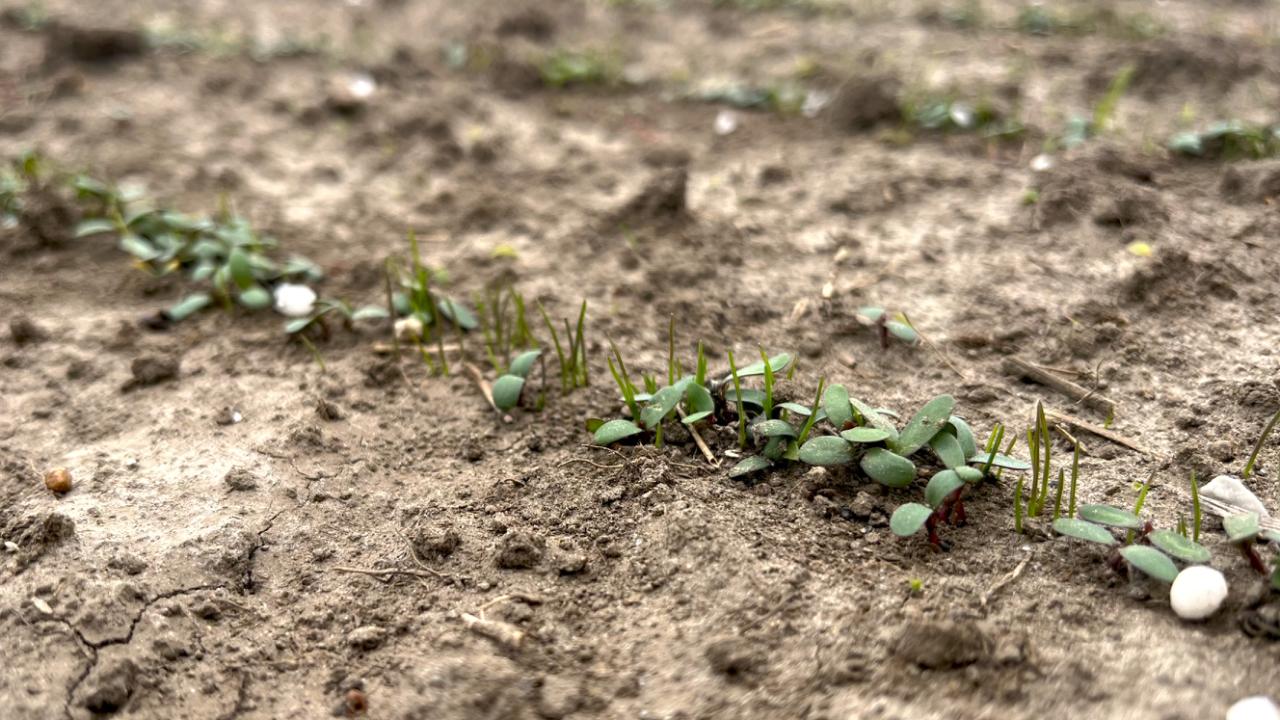 Plan Your Crop Rotation for Strong Spring Forage Yields