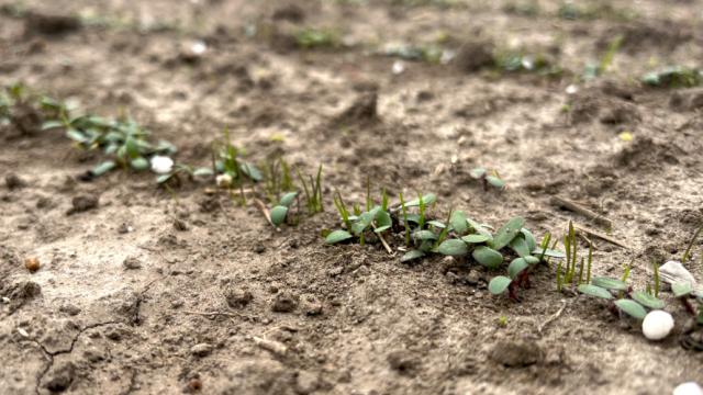Preparing Your Crop Rotation For A Successful Forage Plan